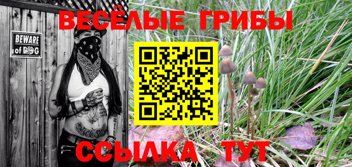 Псилоцибиновые грибы Psilocybine cubensis Дагестанские Огни